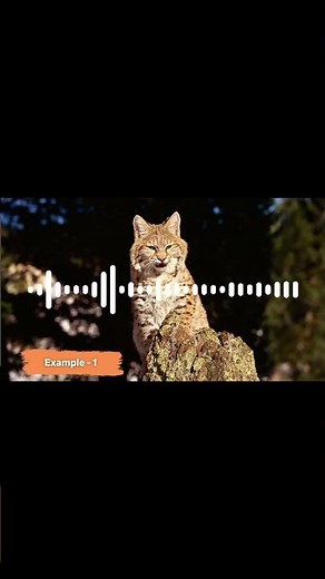 Terrifying bobcat sounds! 🐱 #shorts