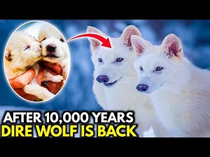 Dire Wolf Brought Back To Life Documentary | Colossal Bioscience Deextinction 10,000 Years Later