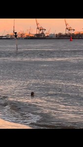 Robbensichtung heute am Elbstrand 🦭✨🧡 #strandperle #robben #elbstrand #abendstimmung | Strandperle