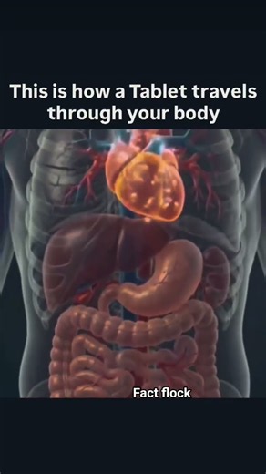 the journey of a tablet 💊👈 #shorts #tablet #facts #viral #shortsfeed #ytshorts