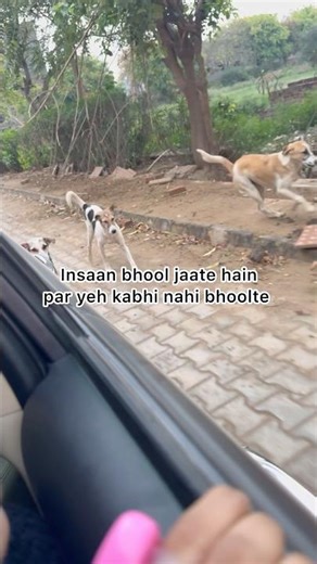 Na koi expectation, na koi shart,sirf pure love #shorts #dog #dogfeeding #viralvideo #animals #love