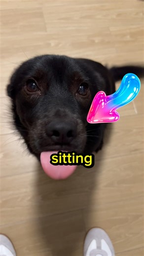 How dogs read human emotions and comfort their owners 🐕 #shorts