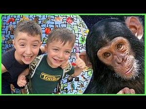 Wildlife Rescue in Africa 🐵 Monkeys and Animal Conservation for Kids 🐒