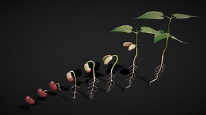Process Of Seed Germination - Buy Royalty Free 3D model by Nima (@h3ydari96)