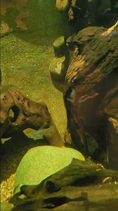 Adorable Elephant Nose Fish: Beauty in the Aquatic Realm