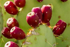 How to Know When a Prickly Pear Is Ripe