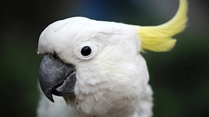 Wild cockatoos are learning how to use water fountains