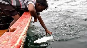 275K views · 3.2K reactions | We Caught Wolf Herring Fish, Queen Fish, Horse Mackerel Fish & Needle Fish in the Sea | Neerulagam | Facebook