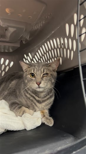 😸💖 **Milo’s Journey to Recovery!** 🌟 We’re thrilled to share that Milo, the cat, is feeling much better after his eye enucleation aboard SNIP MEDICAL! 🏥✨ Thanks to the dedicated team, Milo can now look forward to a brighter and healthier life! Your support makes transformations like this possible. Let’s continue to make a difference together! 🙌💙 #MiloTheCat #SNIPMedical #PetRecovery #AnimalCare #HappyEndings #FelineFriends 🐾❤️ | SNIP Bus-Spay Neuter Imperative Project