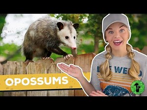 Opossums in the Ecosystem | Opossum Facts