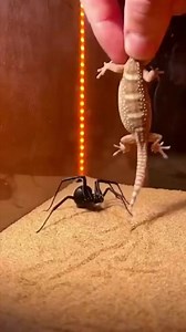 One Step Too Close In this nerve-racking desert moment, a gecko freezes as a black widow spider closes in, its glossy black body and red marking signaling serious danger. The gecko relies on speed and sudden bursts, while the widow depends on precision and potent venom, making every second feel like a countdown. One wrong move here could change everything, because in nature, danger often comes quietly before it strikes. This is not just a clash of predators, it’s a test of awareness, timing, and
