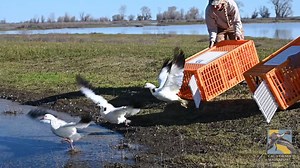 Here's a quick video showing what goes on during a typical rocket netting and banding session. What you don't see are the hours our crew spends scouting locations, setting up the nets and the most trying part, waiting for the birds to congregate within reach of the nets. Read more about our banding crew at https://www.calwaterfowl.org/banding/ | California Waterfowl