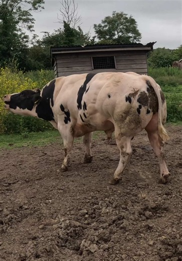 Bruce: Our Biggest Bull Yet — Meet the Record-Size Herd Sire