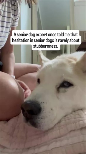 Understanding Senior Dog Behavior and Mobility