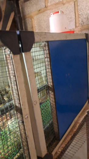 200 chicks brooding machines for K4250 only. #PoultrySolutions #poultrybrooding #lessmortalities 260979107759/971148151 | Lilayi Import and Agro Consultants