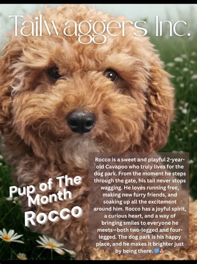 Rocco is a sweet and playful 2-year-old Cavapoo who truly lives for the dog park. From the moment he steps through the gate, his tail never stops wagging. He loves running free, making new furry friends, and soaking up all the excitement around him. Rocco has a joyful spirit, a curious heart, and a way of bringing smiles to everyone he meets—both two-legged and four-legged. The dog park is his happy place, and he makes it brighter just by being there. #TailWaggersTaskForce #NYCDogs #RockawayFree