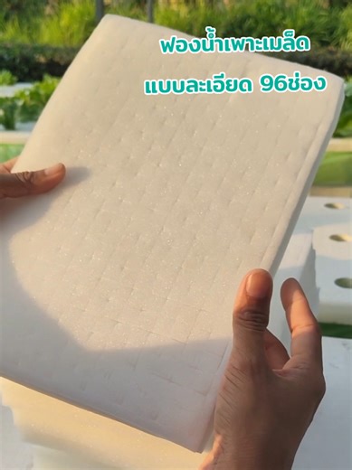ฟองน้ำเพาะเมล็ด แบบละเอียด#ฟองน้ำเพาะเมล็ด#ฟองน้ําปลูกผักไฮโดรโปนิกส์ #ฟองน้ําเนื้อละเอียด #ปลูกผักไฮโดโปนิกส์ #อุปกรณ์ปลูกผักไฮโดรโปนิกส์ @กรีนฟาร์มสุข @กรีนฟาร์มสุข @กรีนฟาร์มสุข