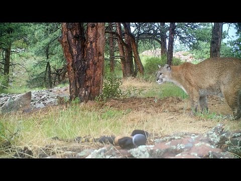 Mountain Lion Caterwauling for Mate