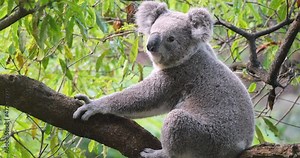 Koala bear on tree branch jumps away while climbing trees in Australia forest