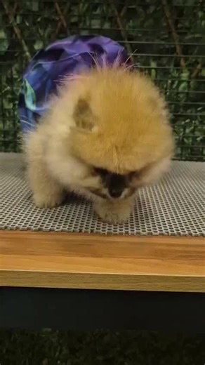 Teacup Pomeranian #pomeranian #pomeranianpuppy #pomeraniansoftiktok #pomeranians