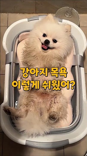 강아지 목욕 이렇게 쉬웠어?#강아지욕조 #강아지목욕 #반려견목욕