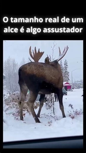 🦌 O tamanho real de um alce é simplesmente assustador!