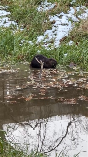 Heather Green on Reels