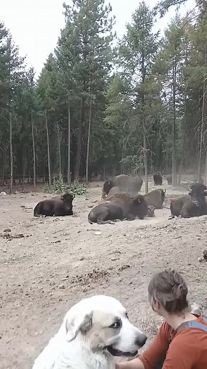 3.7K views · 146 reactions | Bison in the morning #bison #nature | Moceca | Facebook