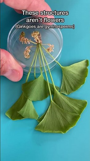 Ginkgo pollen under the microscope #biologist #biology #microscope #spring #ginkgo #pollen