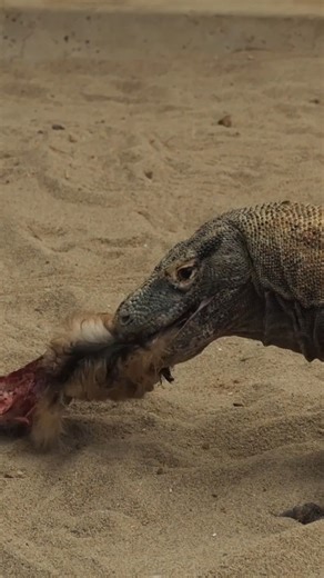 Adelaide Zoo and Monarto Safari Park | Feeding time for Komodo Dragons Cecilia and Reba at Adelaide Zoo Komodo dragons are fed a varied diet, and today’s meal is a substantial... | Instagram