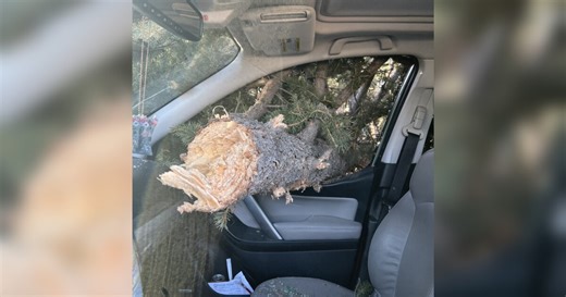 Falling tree misses woman's head by inches