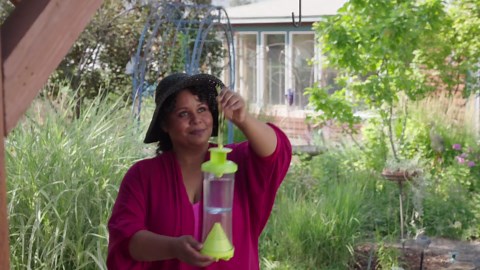 RESCUE! Non-Toxic Wasp, Hornet, Yellowjacket Trap (WHY Trap) Attractant Refill - 2 Week Refill - 2 Pack