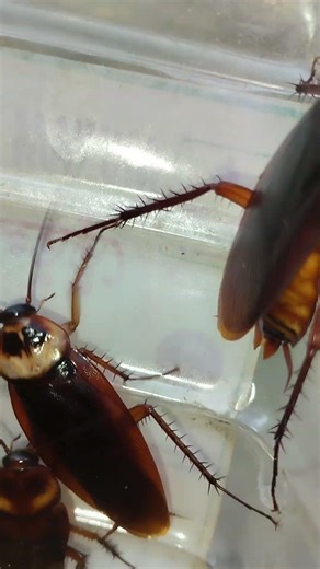 Cockroach run 🪳🪳 #youtubeshorts #shortsvideo #cockroach #shorts