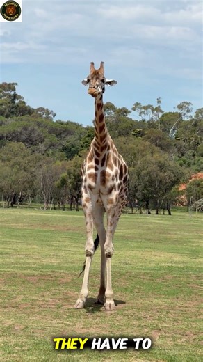 Giraffe Secrets Revealed! The Tallest Animal in the Wild | Incredible Giraffe Moment Caught Camera
