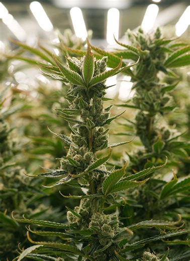 24 states have made marijuana legal. Is recreational marijuana allowed in Louisiana?