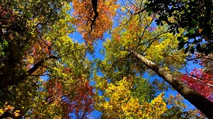 Dramatic fall colors along the Blue Ridge Parkway in western North Carolina