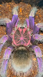 4.6K views · 88 reactions | Ultra rare tarantula finds love pt1 #spiders #animals #unboxing #arachnids #crabspider #spiders #tarantula | Spider Facts | Facebook