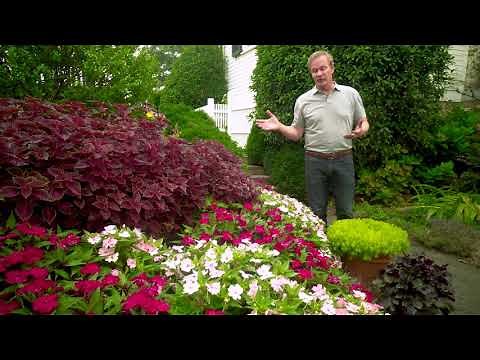 Introduction to SunPatiens
