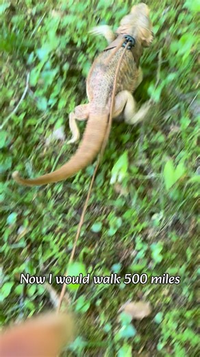 Valerie Nikitenko on Instagram: "I would walk 500 miles 。 。 。 #beardeddragon #walk #walking #cute #funnyvideos"