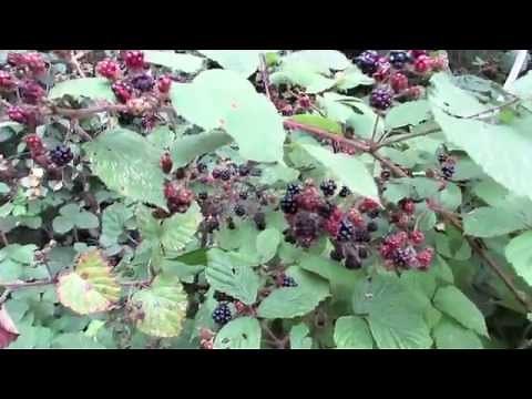 Wild Blackberries