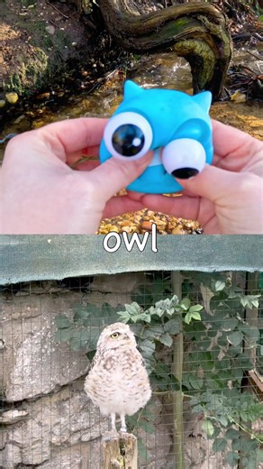 Animal Names | Kids Learn by the Branch: Cow Zebra Gorilla Panda Owl