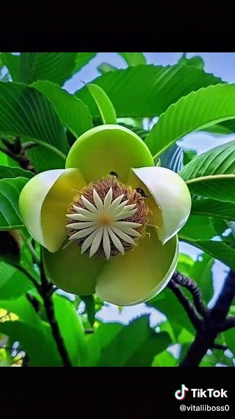 Stunning Close-Up Flower Shots in Natural Settings