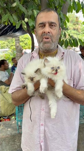 Himalayan Persian Cat Sale. #gallifstreetpetmarket #pets