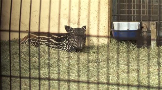 German zoo celebrates birth of rare Malayan tapir