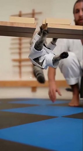 Epic Cat Karate Kick - Cutest Action Moment Ever 😹🥋