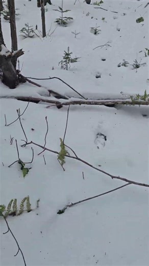 Tips and Tricks HOW TO Track Down a Bigwoods Maine Buck