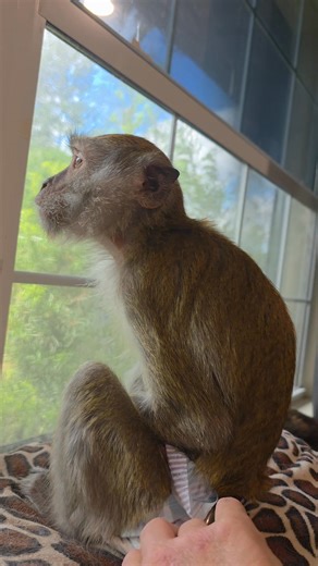 Ezra 🧡 Her eyes & noises melt me. #heavenhelpusanimalrefuge #BringHerHome #java #ezra #macaque | Gena Walck