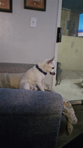 Crazy dog | Don Perry