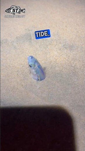 Southern California Grunion Run #grunionrun