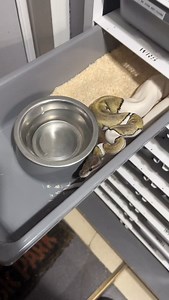 1.5K views · 105 reactions | 路#snakelover #ballpythonlove #snek #royalpythons #morph #morphs #livingart #beardeddragon #herpetology #lizard #boa #animal #reptilelove #leopardgecko #snakelife #petsnake #gecko #clownballpython #ballpythoncollection #ballpythonmorphsofinstagram #exotic #nature #reticulatedpython #cornsnake #snakelove #snakekeeper #bananaballpython #boaconstrictor #lizards #piedballpython | Xclusive ball pythons | Facebook